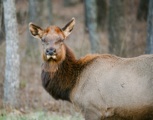 elk