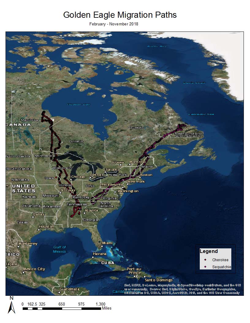 2018 Golden Eagle Migration Paths