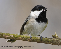 Redwood Vs Cedar >> Tennessee Watchable Wildlife | Woodworking for Wildlife - Carolina Chickadee Redwood Vs Cedar >> Tennessee Watchable Wildlife | Woodworking for Wildlife - Carolina Chickadee