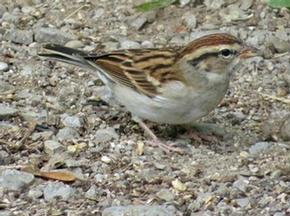 Chipping Sparrow - Joe Brewington