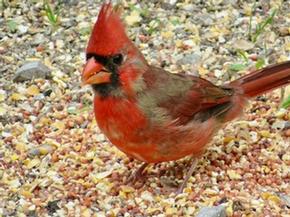 Northern Cardinal - Joe Brewington