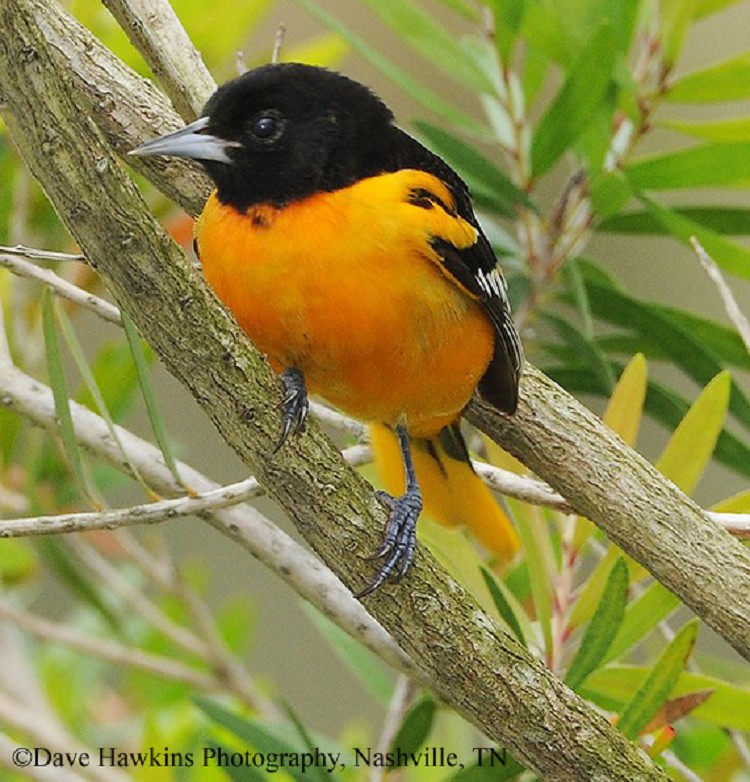 birding trails tennessee wildlife resource agency baltimore oriole
