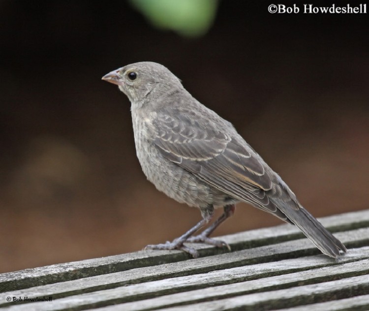 tennessee watchable wildlife 100 common birds of tennessee watchable wildlife 100 common birds of