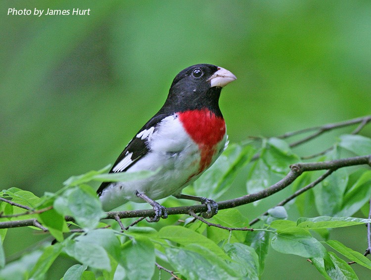 tennessee watchable wildlife rose breasted grosbeak tennessee watchable wildlife rose breasted grosbeak