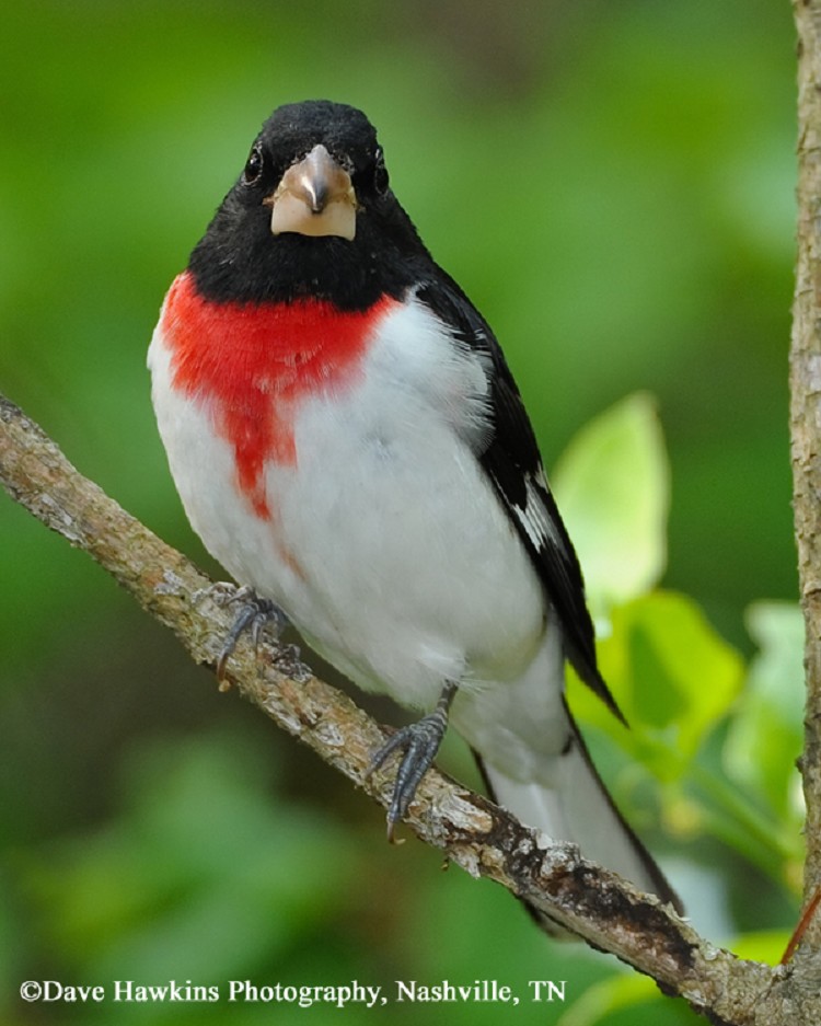 tennessee watchable wildlife 100 common birds of tennessee watchable wildlife 100 common birds of