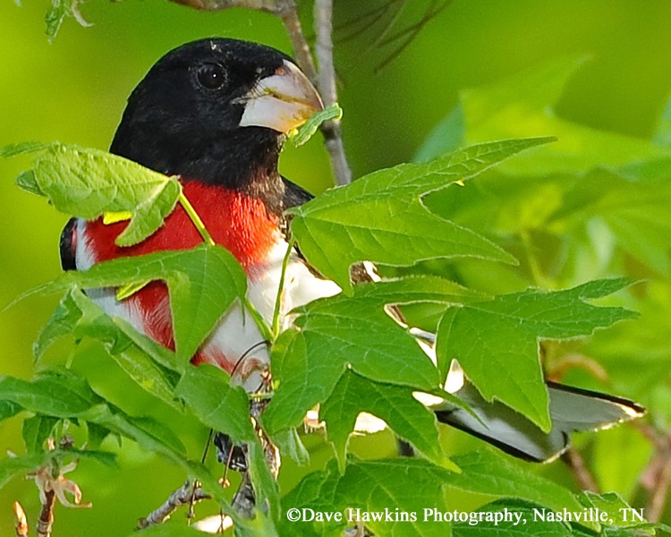 tennessee watchable wildlife rose breasted grosbeak tennessee watchable wildlife rose breasted grosbeak