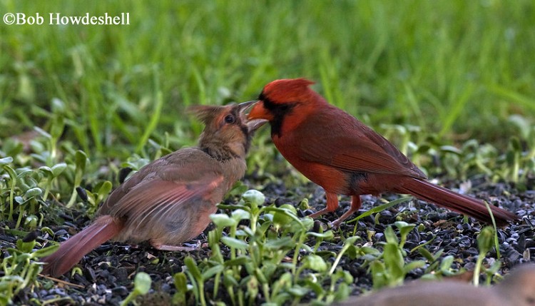 tennessee watchable wildlife northern cardinal habitat 1 tennessee watchable wildlife northern cardinal habitat 1