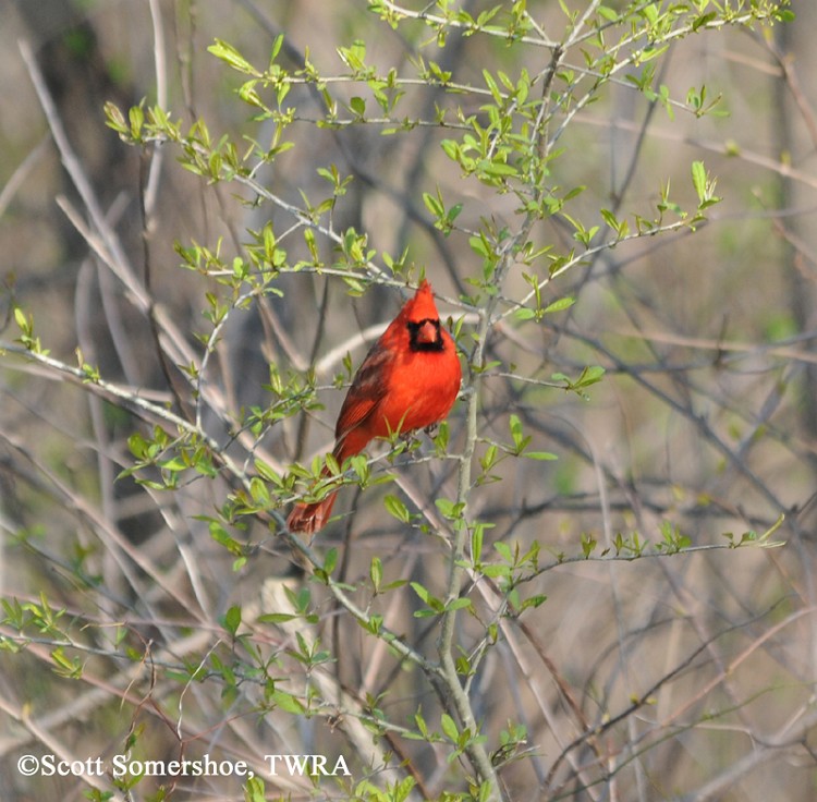 tennessee watchable wildlife northern cardinal habitat tennessee watchable wildlife northern cardinal habitat