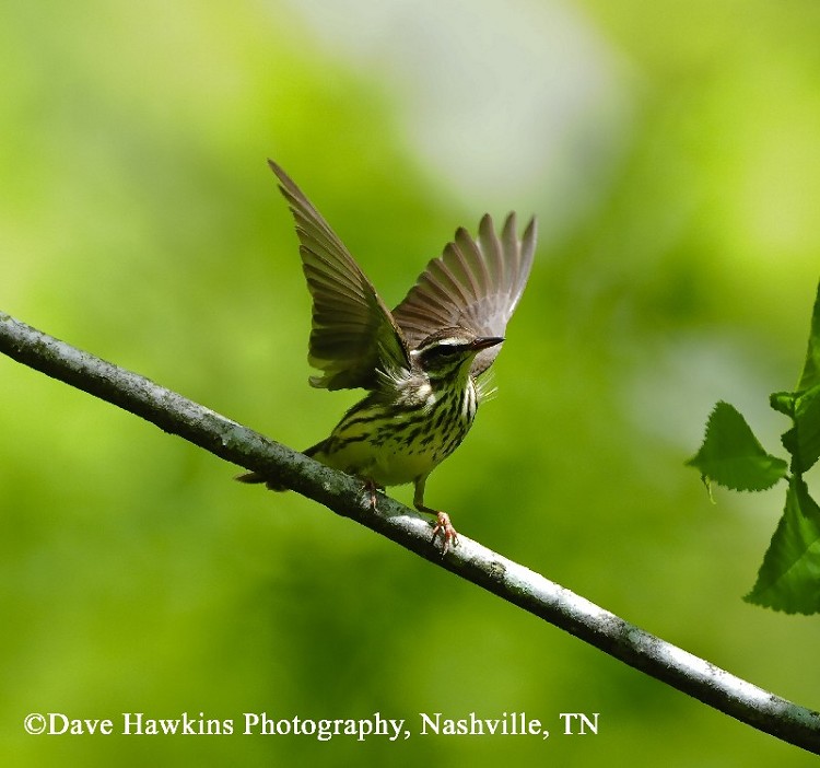Birding Trails - Tennessee Wildlife Resource Agency | Louisiana Waterthrush