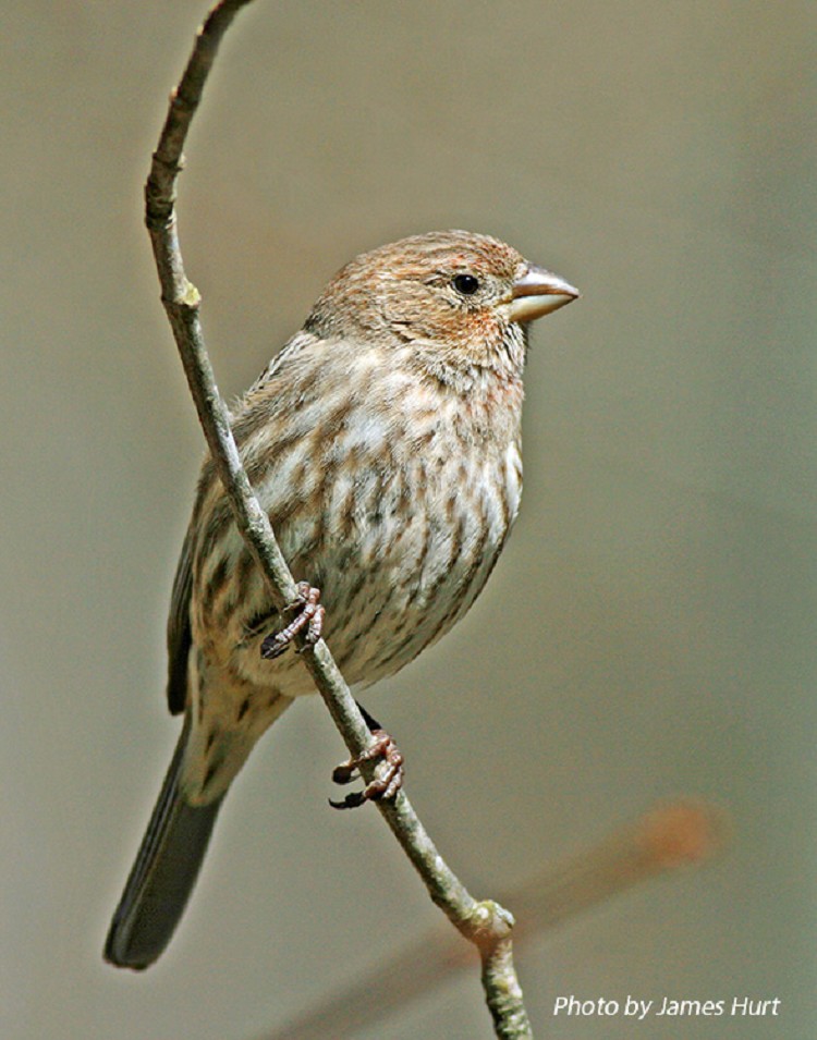 Birding Trails - Tennessee Wildlife Resource Agency | House Finch