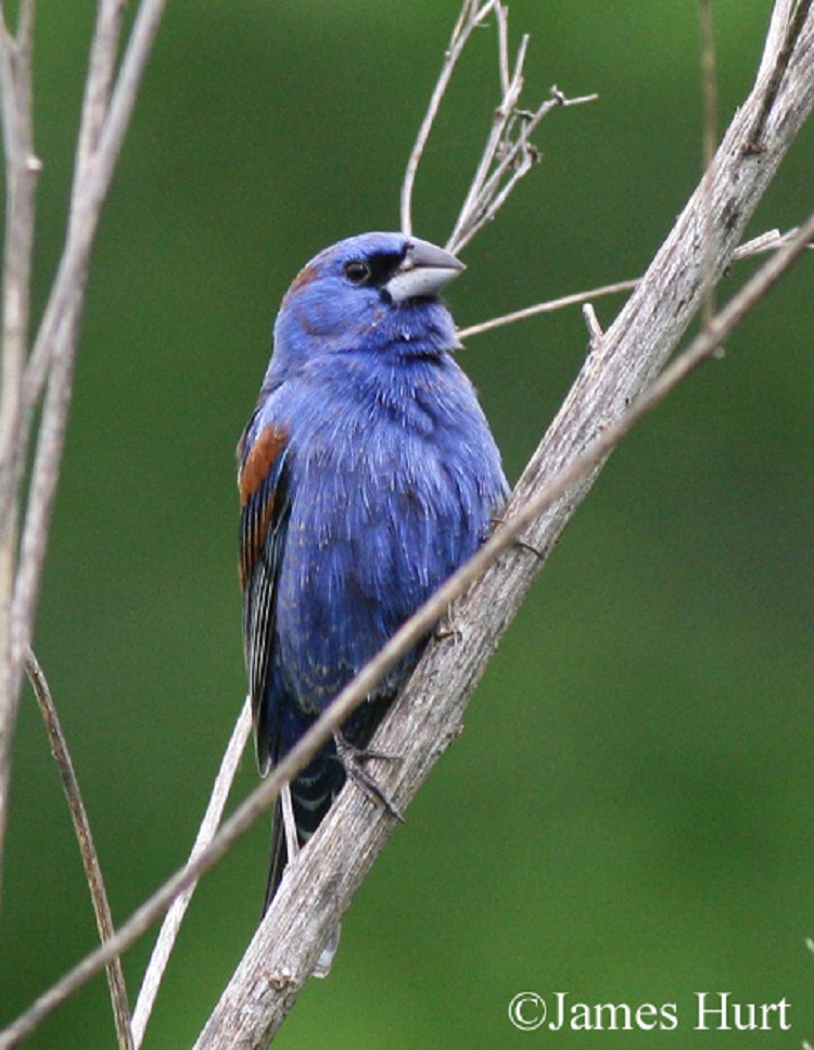 Tennessee Watchable Wildlife 100 Common Birds of Tennessee Blue