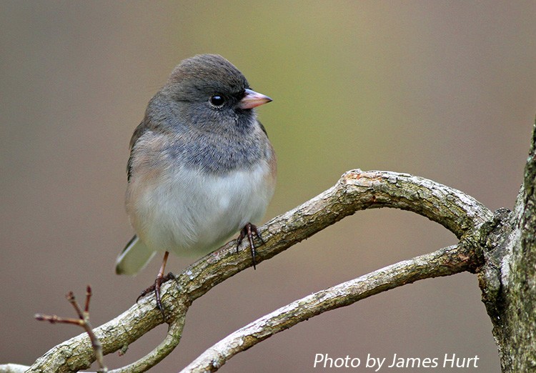 tennessee watchable wildlife dark eyed junco habitat 1 tennessee watchable wildlife dark eyed junco habitat 1