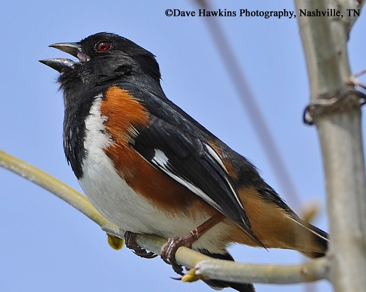 tennessee watchable wildlife eastern towhee habitat 1 tennessee watchable wildlife eastern towhee habitat 1