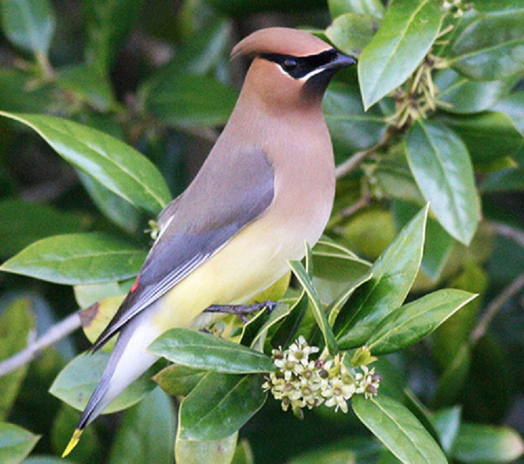 tennessee watchable wildlife cedar waxwing habitat forest