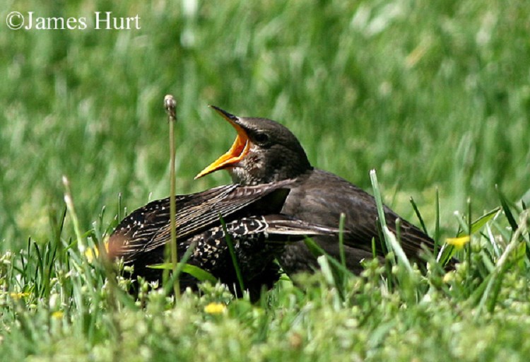European starling diet
