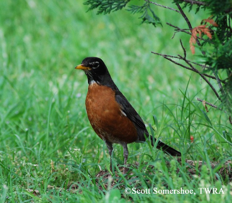 tennessee watchable wildlife american robin habitat tennessee watchable wildlife american robin habitat