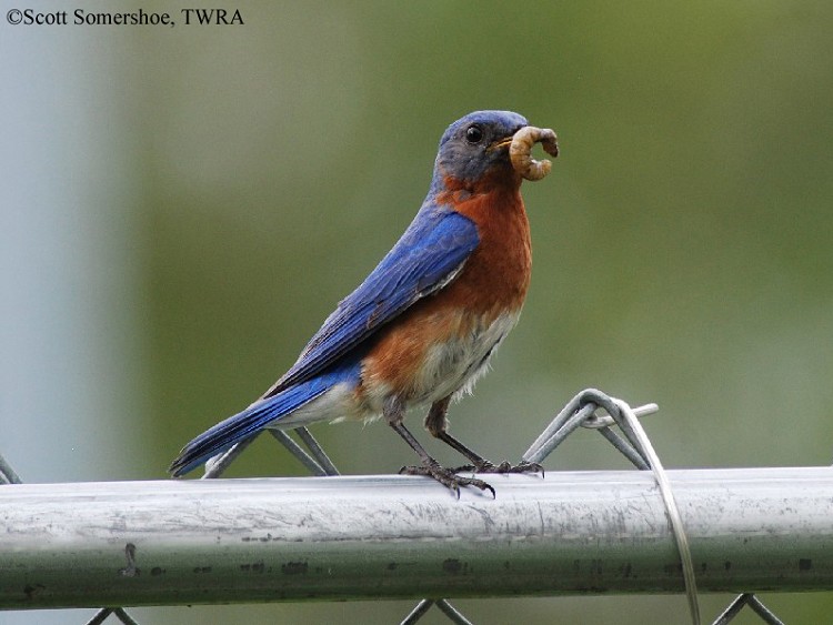 tennessee watchable wildlife 100 common birds of tennessee watchable wildlife 100 common birds of