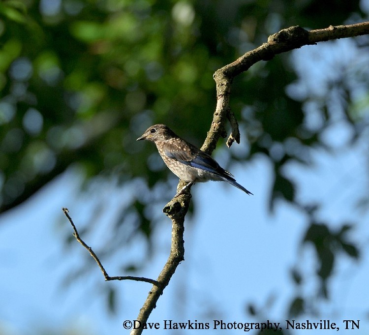 tennessee watchable wildlife 100 common birds of tennessee watchable wildlife 100 common birds of