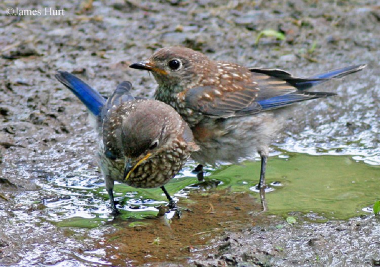 tennessee watchable wildlife eastern bluebird habitat 1 tennessee watchable wildlife eastern bluebird habitat 1