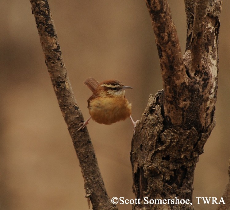 tennessee watchable wildlife carolina wren habitat tennessee watchable wildlife carolina wren habitat