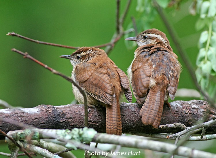 tennessee watchable wildlife carolina wren habitat tennessee watchable wildlife carolina wren habitat