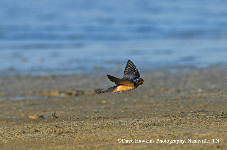 Tennessee Watchable Wildlife Barn Swallow Habitat Water