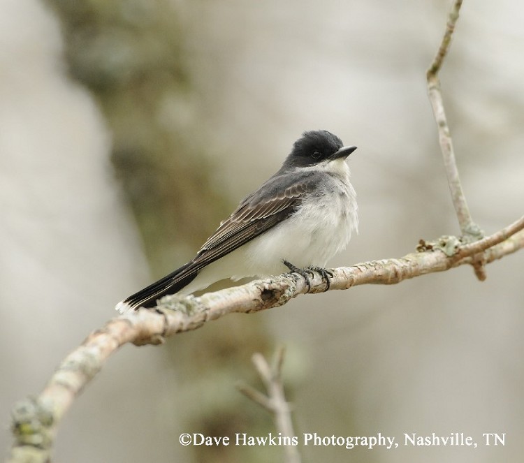 tennessee watchable wildlife eastern kingbird habitat 1 tennessee watchable wildlife eastern kingbird habitat 1