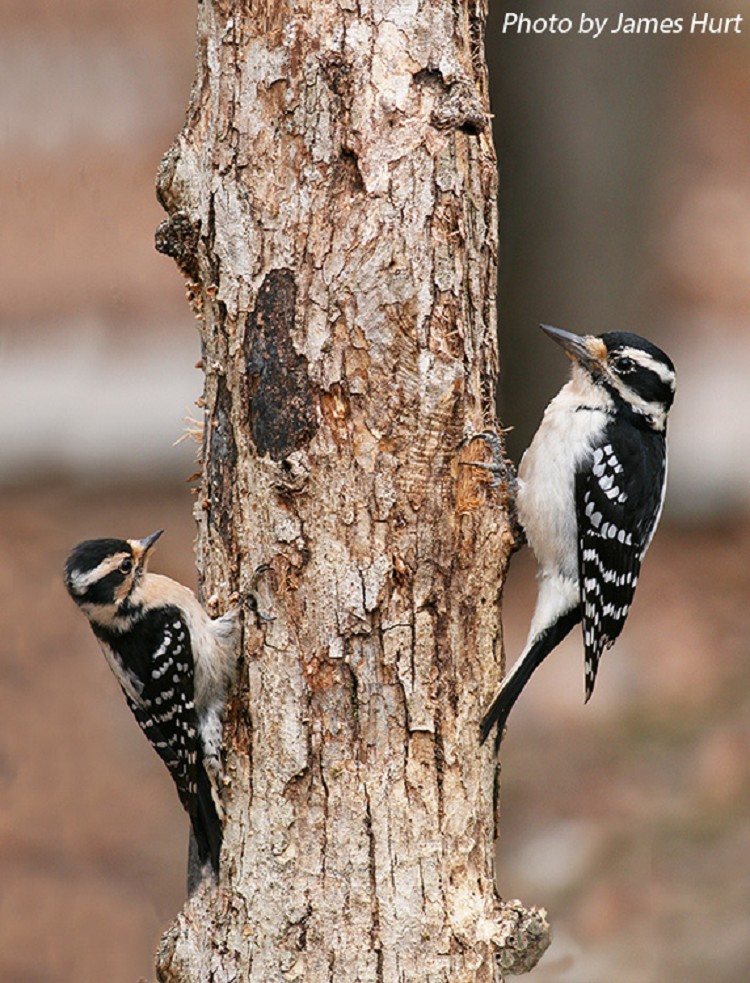 tennessee watchable wildlife hairy woodpecker habitat tennessee watchable wildlife hairy woodpecker habitat