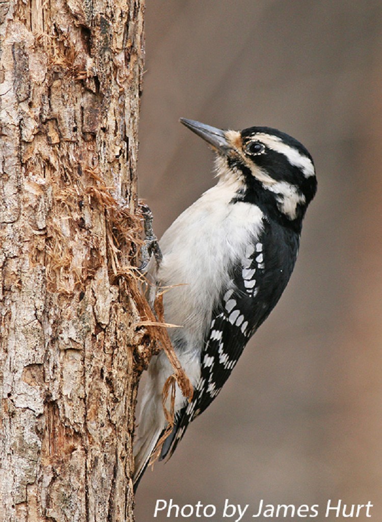 tennessee watchable wildlife hairy woodpecker habitat tennessee watchable wildlife hairy woodpecker habitat