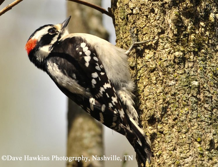 Tennessee Watchable Wildlife | Downy Woodpecker - Habitat: