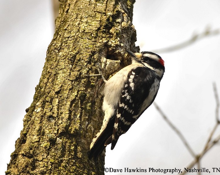 tennessee watchable wildlife downy woodpecker habitat tennessee watchable wildlife downy woodpecker habitat