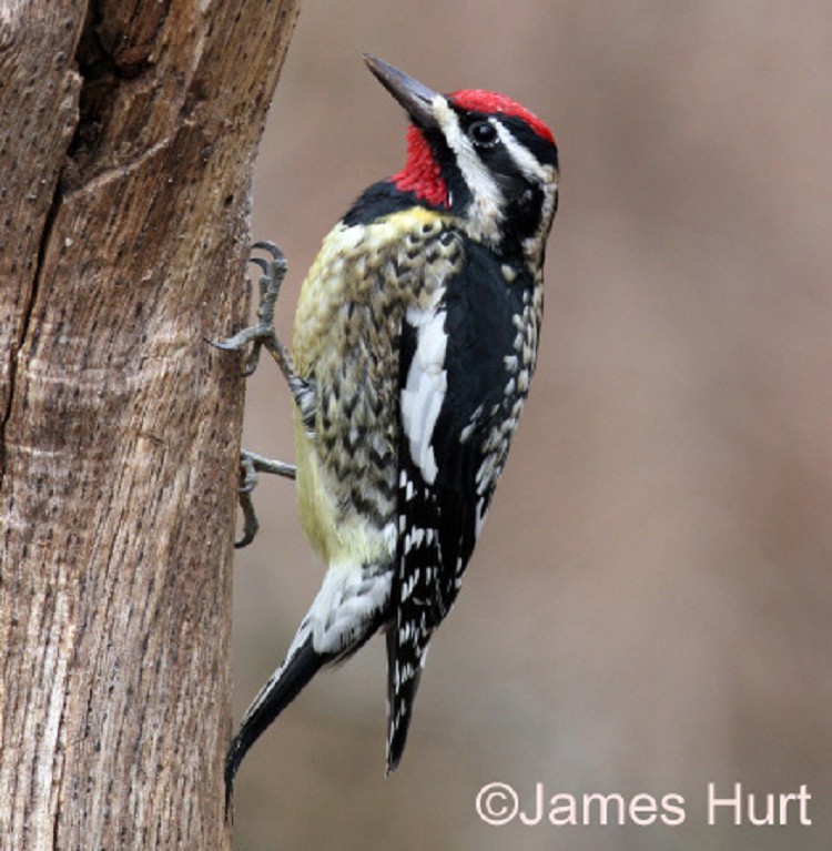 tennessee watchable wildlife yellow bellied sapsucker tennessee watchable wildlife yellow bellied sapsucker