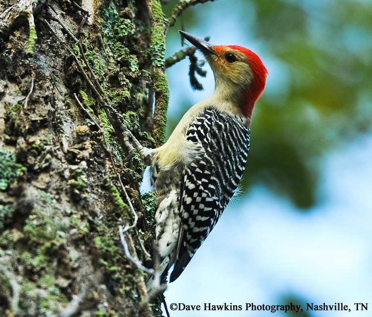 tennessee watchable wildlife red bellied woodpecker tennessee watchable wildlife red bellied woodpecker