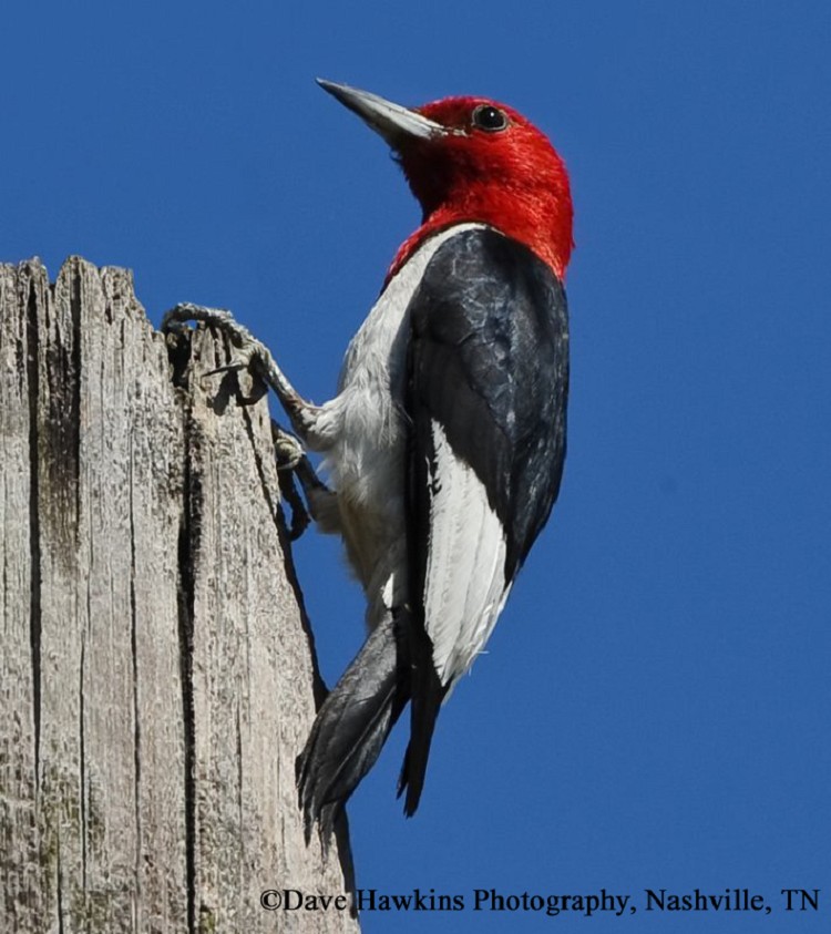 Red-headed Woodpecker