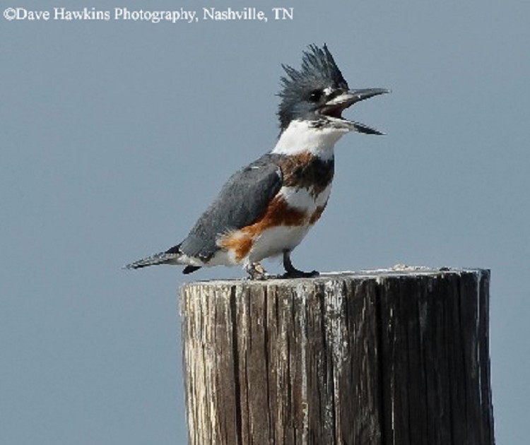 Birding Trails - Tennessee Wildlife Resource Agency | Belted Kingfisher