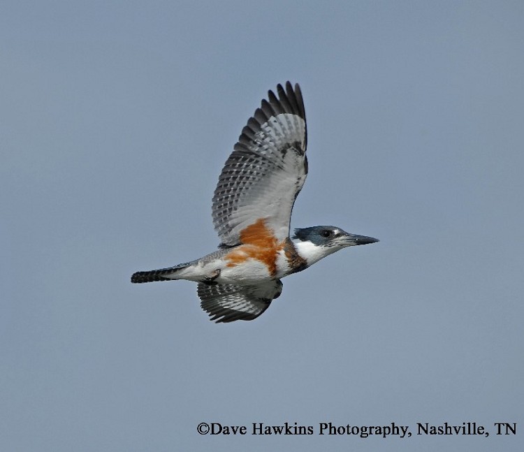 Birding Trails - Tennessee Wildlife Resource Agency | Belted Kingfisher