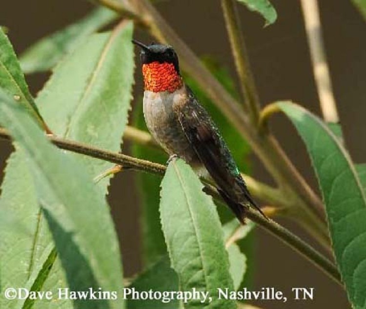 tennessee watchable wildlife ruby throated hummingbird habitat