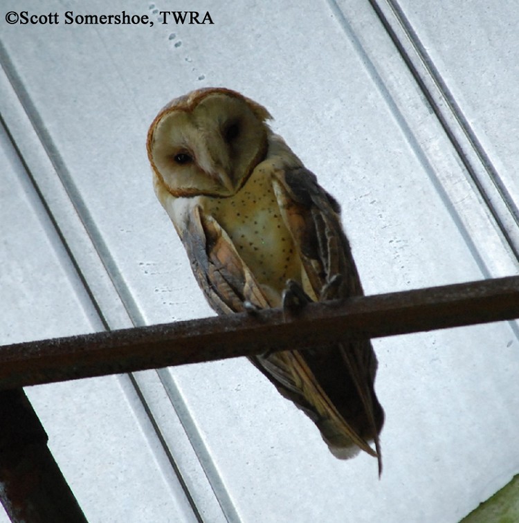 Tennessee Watchable Wildlife Barn Owl Habitat Grassland