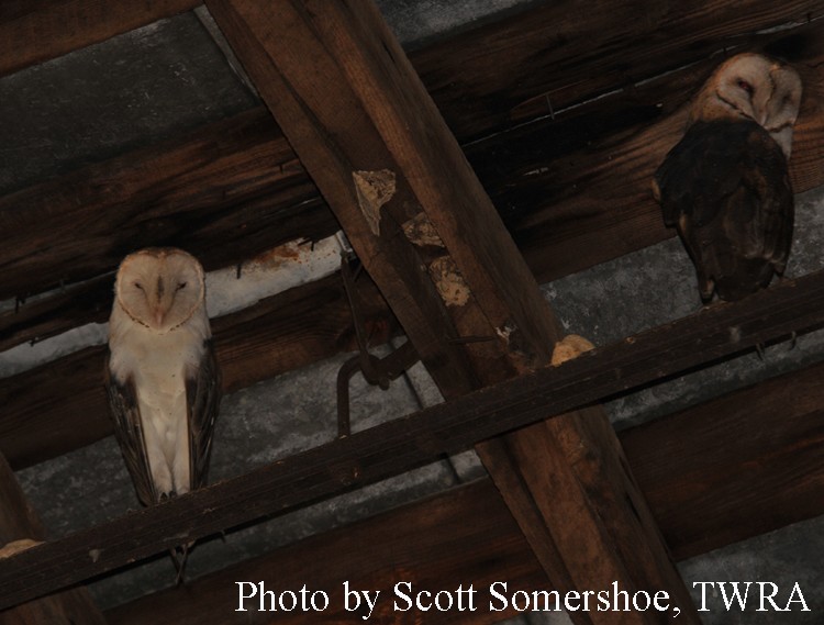 Tennessee Watchable Wildlife Barn Owl Habitat Grassland