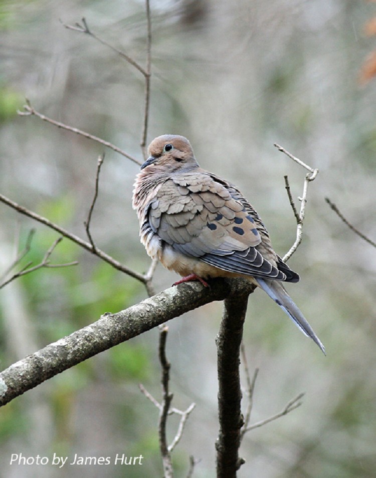 Tennessee Watchable Wildlife Mourning Dove Habitat FOREST