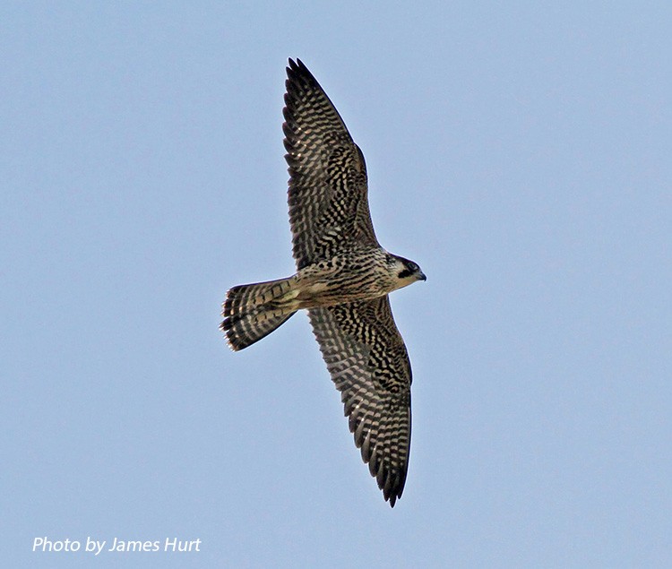 Peregrine Falcon