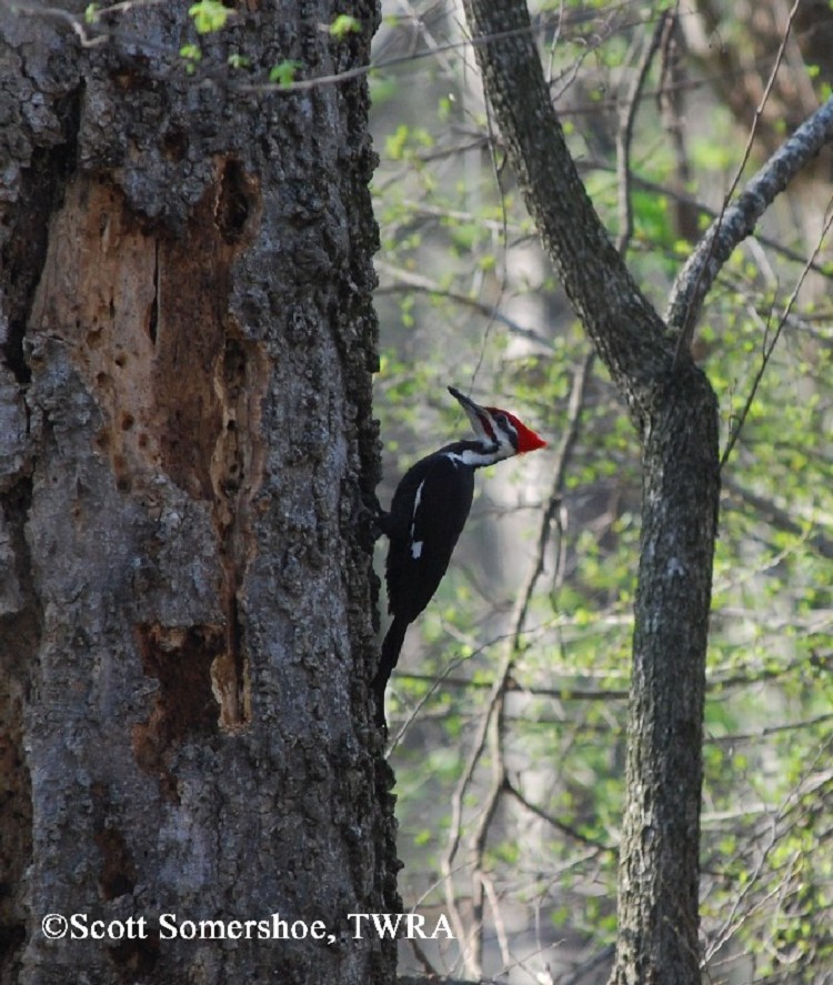 birding trails tennessee wildlife resource agency birding trails tennessee wildlife resource agency