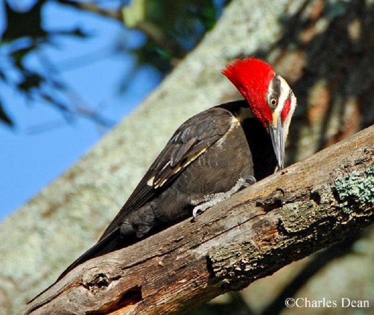 birding trails tennessee wildlife resource agency birding trails tennessee wildlife resource agency