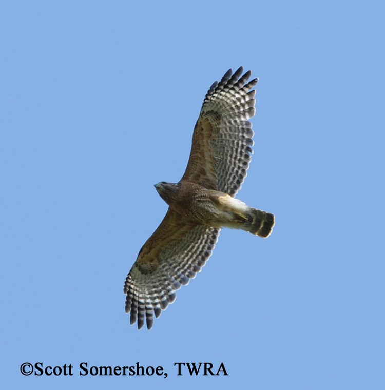 birding trails tennessee wildlife resource agency red birding trails tennessee wildlife resource agency red