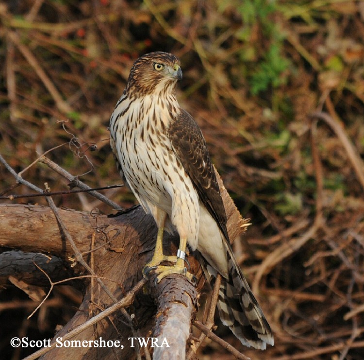 best 28 types of hawks in tennessee 11 of the best best 28 types of hawks in tennessee 11 of the best