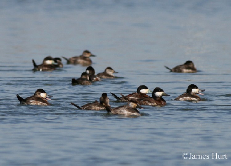 Tennessee Watchable Wildlife Ruddy Duck Habitat 1