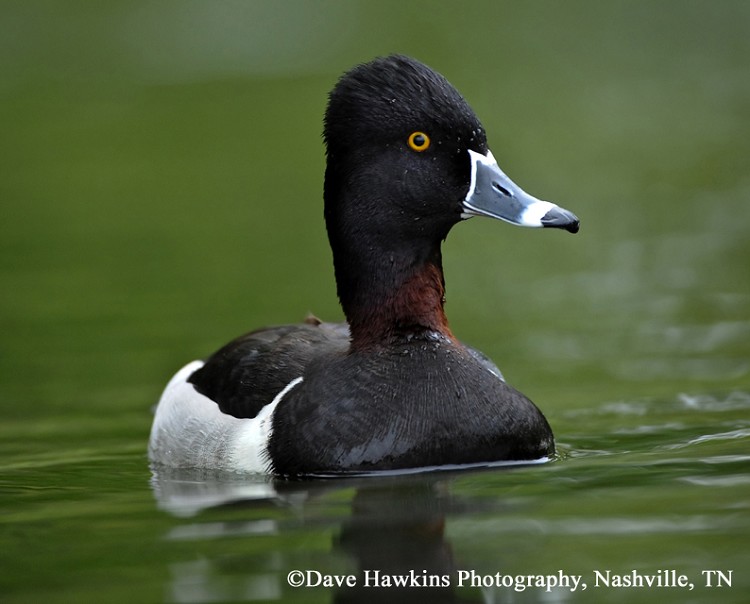 Tennessee Watchable Wildlife Ringnecked Duck Habitat WATER