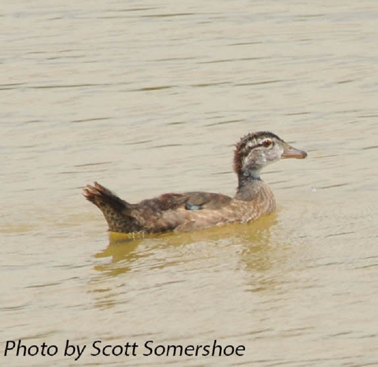 Birding Trails Tennessee Wildlife Resource Agency Wood Duck