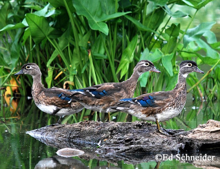 Tennessee Watchable Wildlife 100 Common Birds of Tennessee Wood Duck