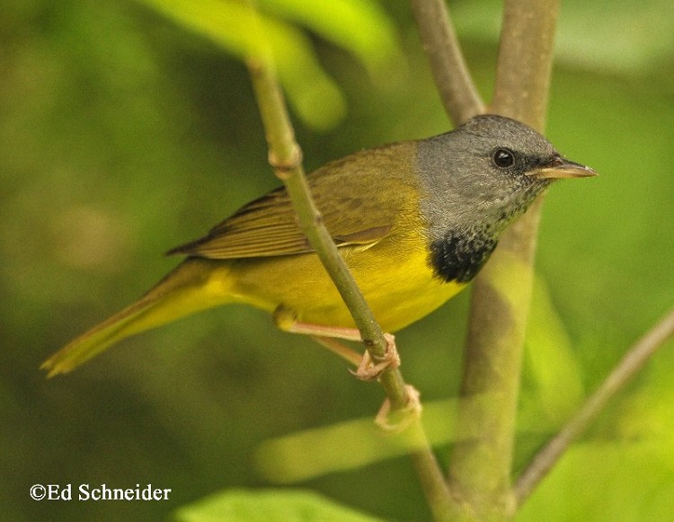tennessee watchable wildlife mourning warbler habitat tennessee watchable wildlife mourning warbler habitat